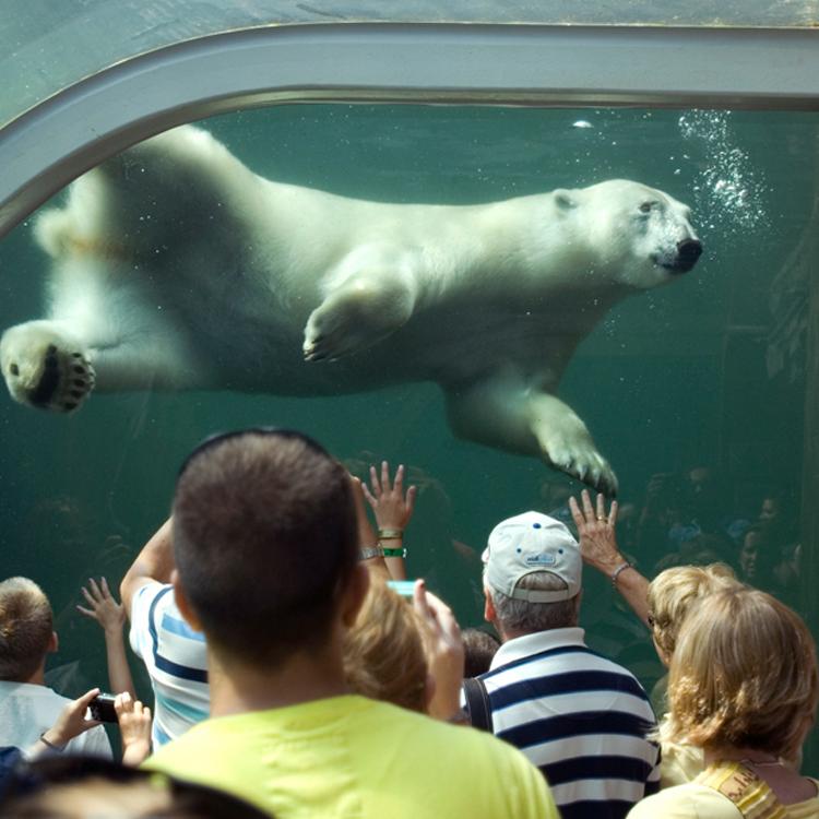 Polar bear at Columbus Zoo